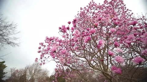 Purple Magnolia Tree In bloom Stock Footage 50615596
