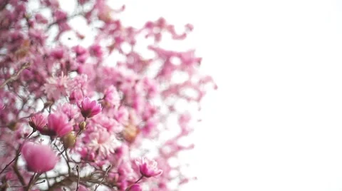 Purple Magnolia Tree Stock Footage 51894416