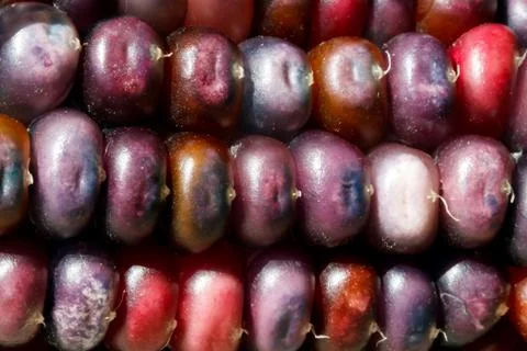 Purple Maize Stock Photos