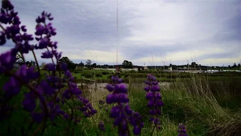 Purple Majesty Video stock 75021098