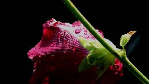 Purple mallow after rain Stock Footage 213977780
