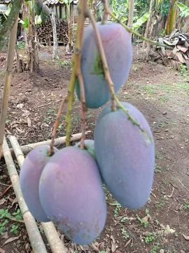 Purple mango fruit Stock Photos