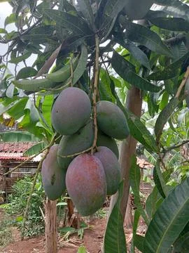 Purple mango fruit Stock Photos
