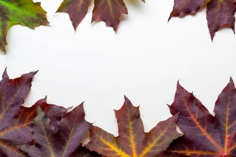 Purple maple leafs on white background with please fot text. Stock Photos
