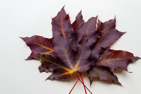 Purple maple leafs on white background. Autumn flat lay. Stock Photos