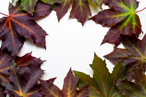 Purple maple leafs on white background with please fot text in centre. flat l Stock Photos