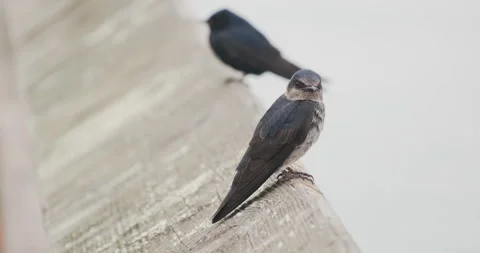 Purple Martin Bird Stock-Footage 249192954