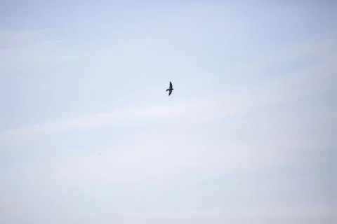 Purple Martin in Flight Stock Photos