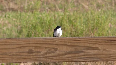 Purple Martin Stock Footage 75693713
