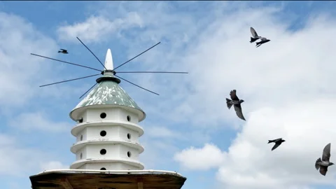 Purple Martins perch and fly around their multi tiered condo-style birdhous.. Stockbeeldmateriaal 337579983