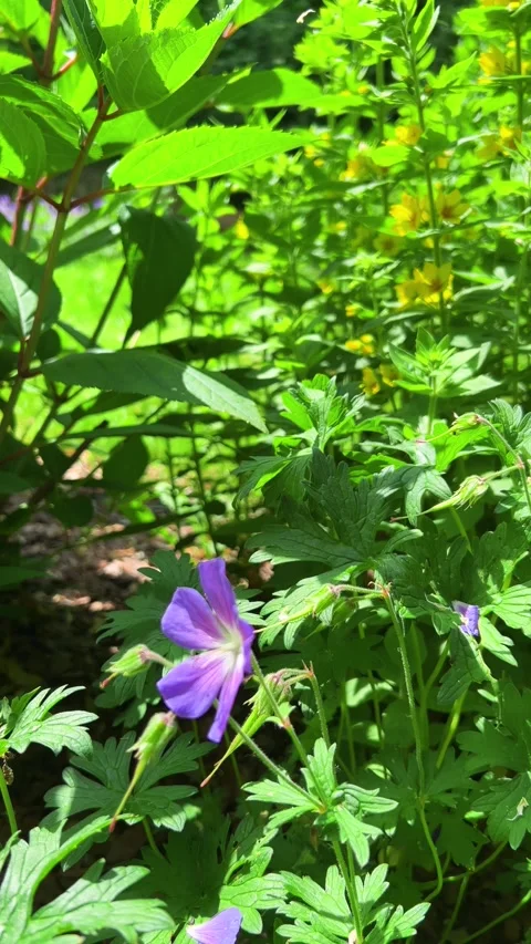 Purple meadow geranium and bright yellow flowers. Vídeo Stock 339089372
