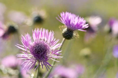 Purple milk thistle Stock Photos