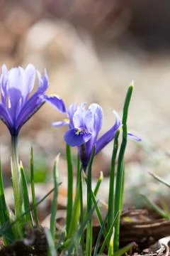 Purple Mini Iris Flower Foto stock