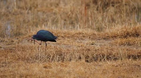 Purple Moorhen Stock Footage 47644348