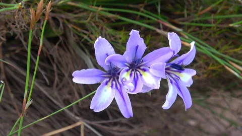 Purple moraea flowers Stock Footage 322732865