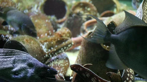 Purple Moray eel Stock Footage 788102