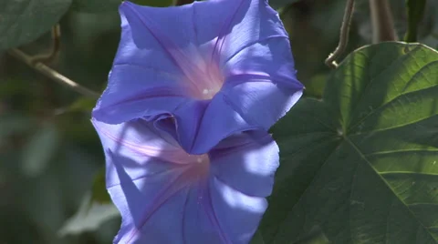 Purple Morning Glory Stock Footage 33604109