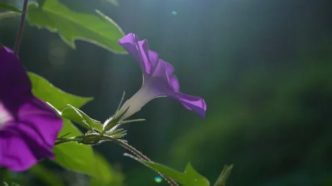Purple morning glory Stock Footage 153516853