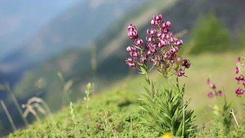 Purple mountain flower Stock Footage 79751881