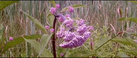 Purple Moving Flower Stock Footage 201323593