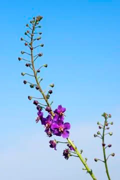 Purple Mullein Verbascum phoeniceum Horky Nature Reserve Jihomoravsky county Stock Photos