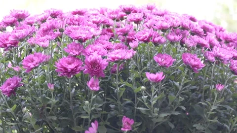 Purple Mums Moving in the Breeze Video stock 218975938