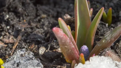 Purple muscari grows in spring Stock Footage 194727104