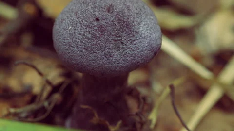 Purple mushroom macro Video stock 147729044