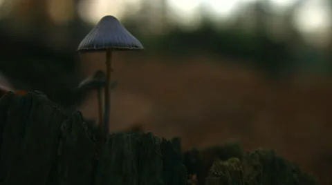 Purple mushrooms sideview Vídeos de archivo 44207864