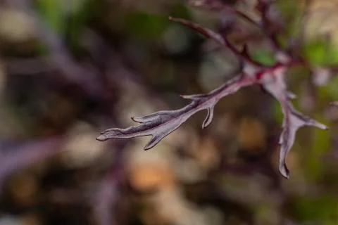 Purple Mustard Leaf Ruby Streaks Macro shot Fotos de archivo
