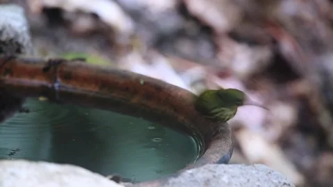 Purple-naped Sunbird Video stock 255762753