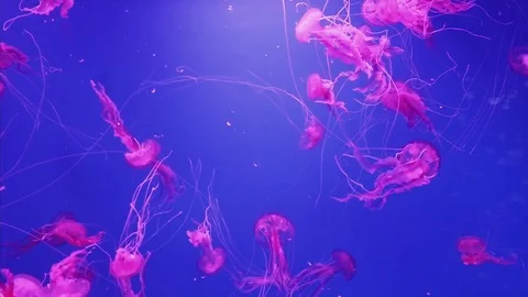 Purple nettle jellyfish. Vidéo 70383775