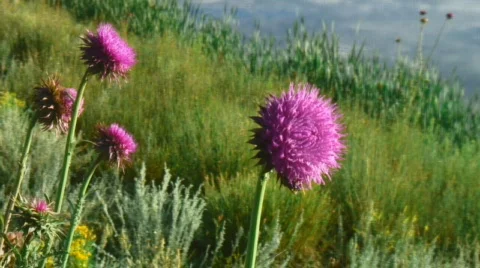 Purple nodding thistles in field Stock Footage