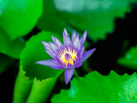 Purple Nymphaea. Foto stock
