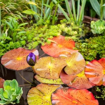 A Purple Nymphaea Stock Photos