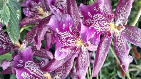 Purple Oncidium Orchid Flower Pattern Macro 4K Stock Footage 343764800