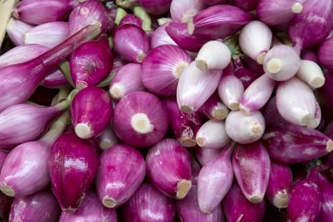 Purple Onion Background Stock Photos