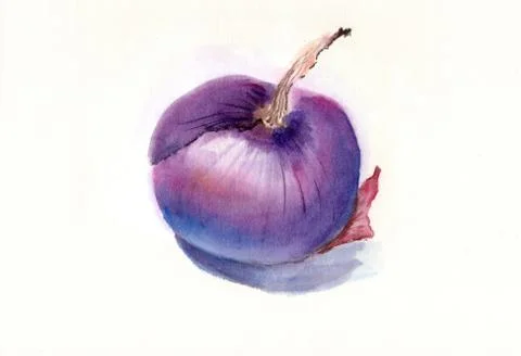 Purple onion on the white background Stock Illustration