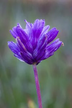 Purple Ookow Stock Photos