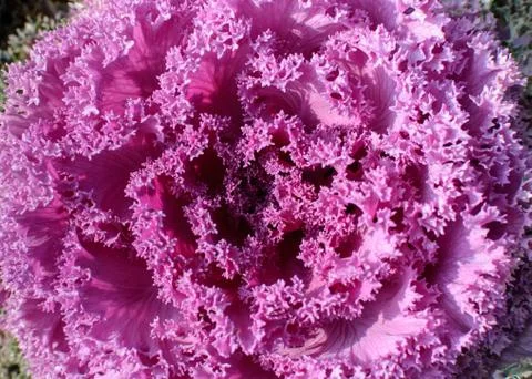 Purple Openwork Cabbage Flower close up Foto stock