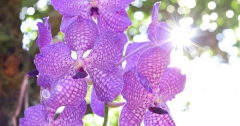 Purple orchid flower Stock Footage 82394497