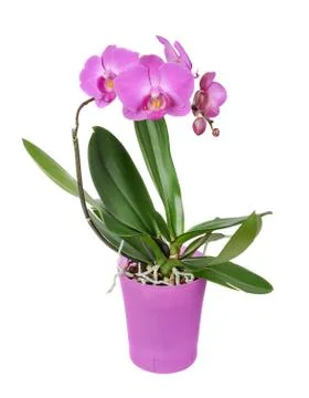 Purple orchid flower Stock Photos