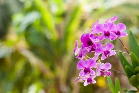 Purple orchid flower, selective focus with blur background Stock Photos