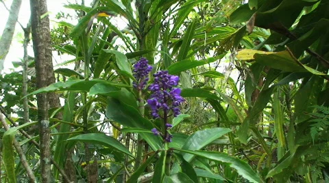 Purple Orchid Stock Footage 369193