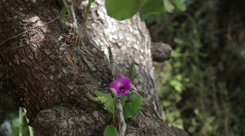 Purple orchid Stock Footage 59519808
