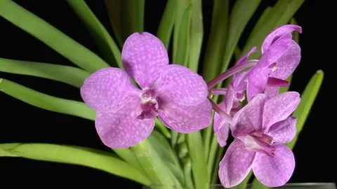 Purple orchid Stock Footage 70913212