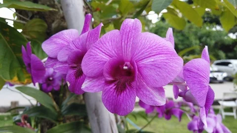 Purple orchid 库存影片 118629393