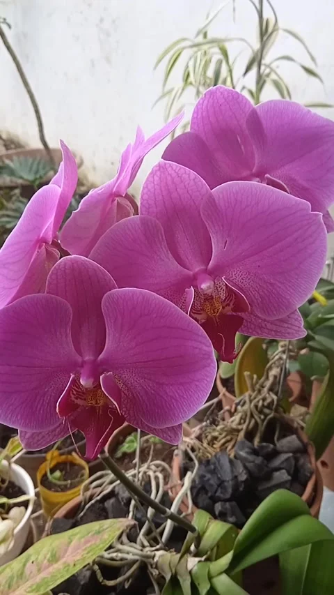 Purple orchid Stock Footage 205920576