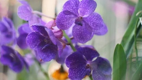 Purple orchid with foreground in front Stock Footage 103503232