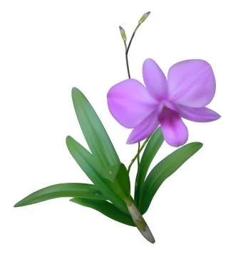 Purple Orchid Illustrazione stock